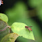 Syrphid Fly (male)