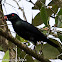 Asian Glossy Starling