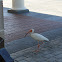 American white ibis