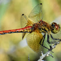 Band-winged meadowhawk