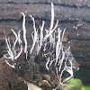 Candlestick fungus