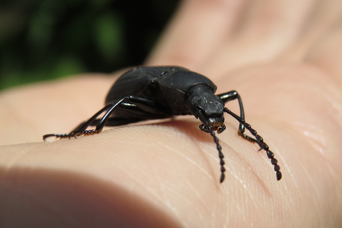 Darkling beetle