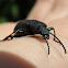 Darkling beetle