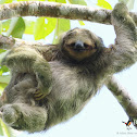 Brown-throated Three-toed Sloth