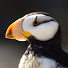 Horned puffin