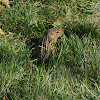 Thirteen-lined ground squirrel