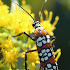 Ailanthus Webworm