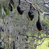 Grey Headed Flying Fox