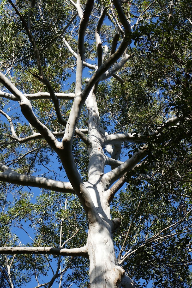 Sydney Blue Gum