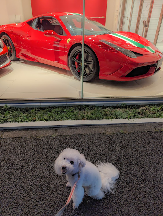その他の485スペチアーレ・トリミング✂️🐶に関するカスタム事例の投稿画像1枚目