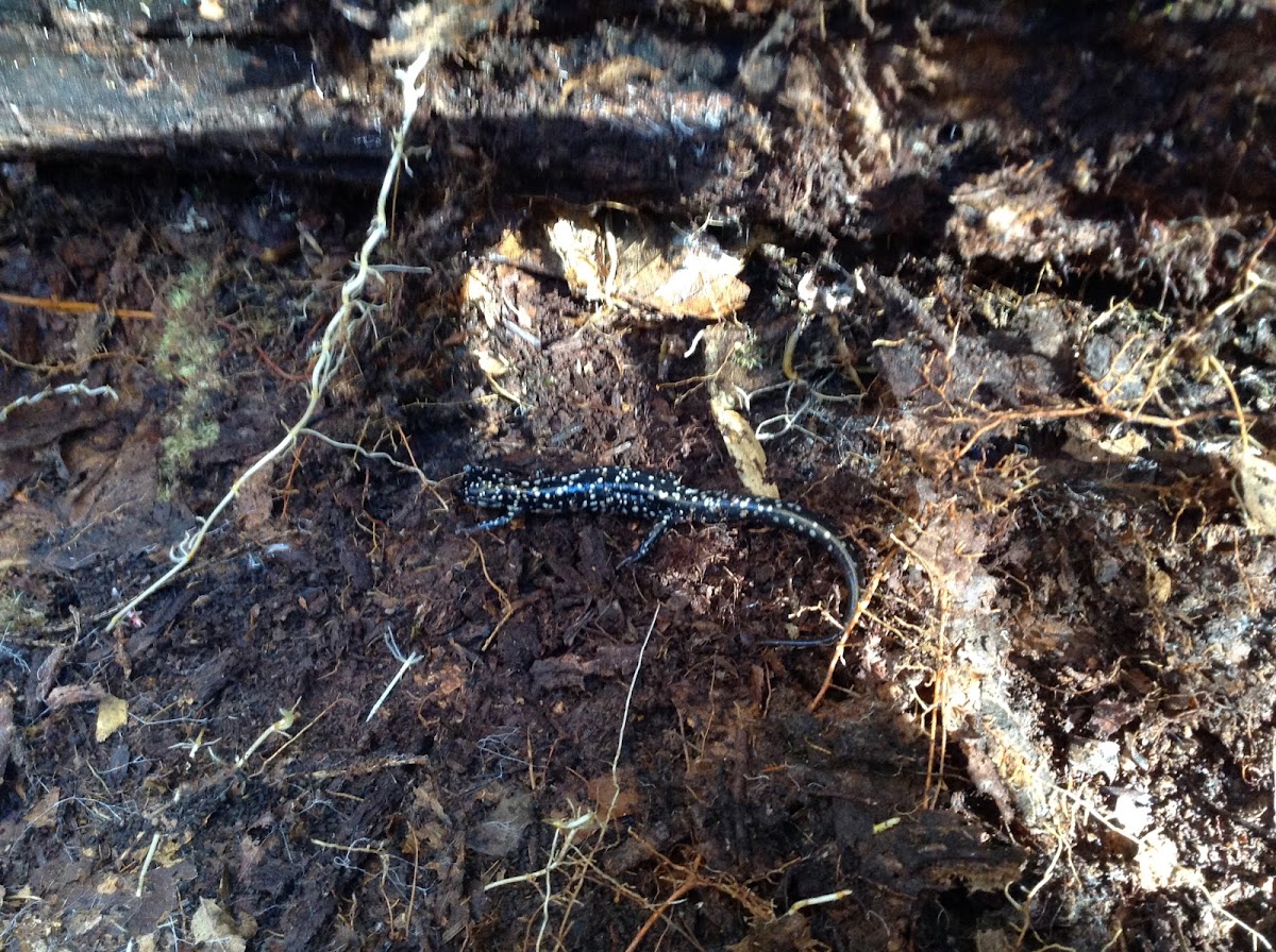 Blue-Spotted Salamander