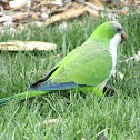 Monk parakeet