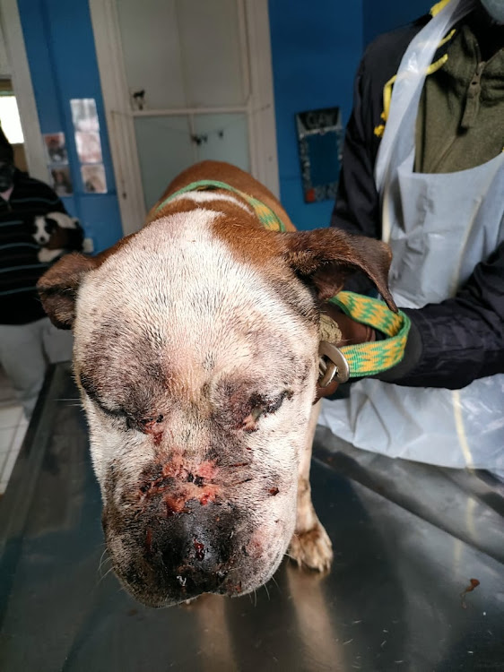 A badly mauled pit bull was rescued on Sunday.