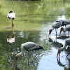 Painted Stork