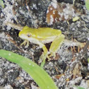 Cuban Tree Frog immature