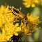 Goldenrod Soldier Beetle