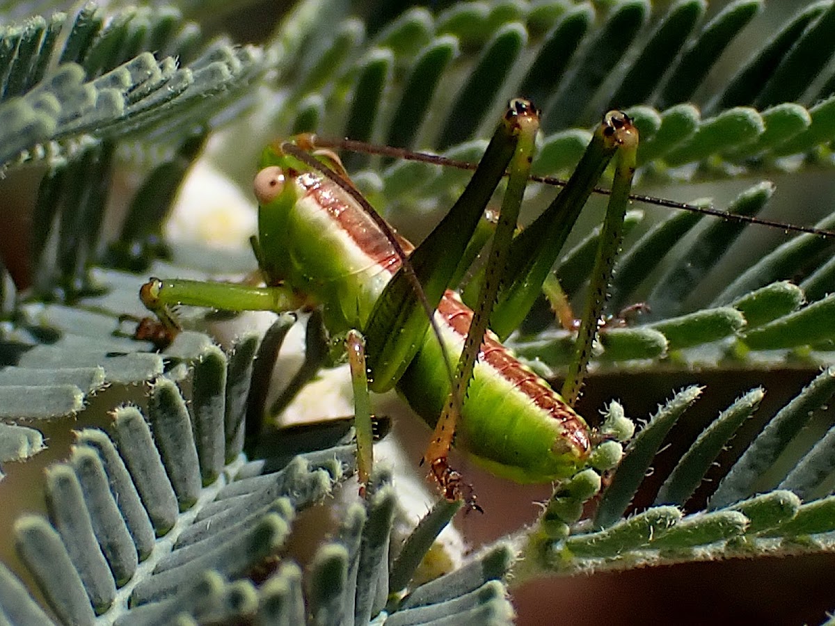 Meadow green katydid