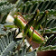 Meadow green katydid