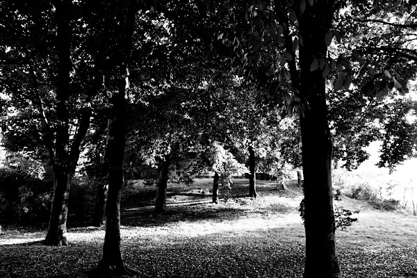 Bosco di gianluca_avena