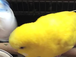 インコがいじめ？