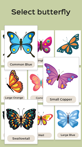 Screenshot Butterfly Draw Step by Step