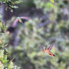 Rufous Sabrewing