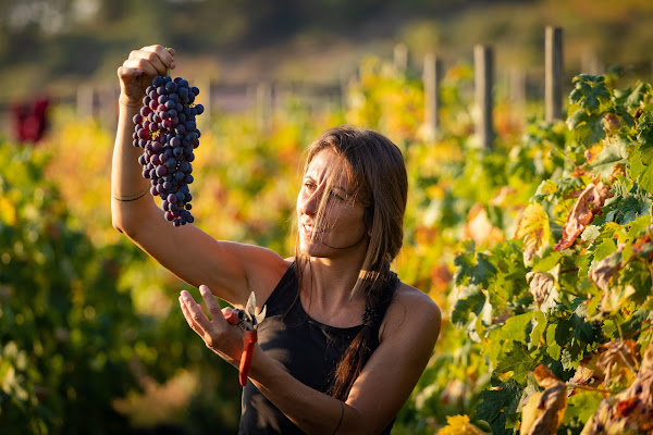 Vendemmia Rossese Testalonga di guazzini.com