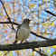 Hermit Thrush