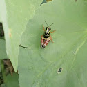 colorful grasshopper