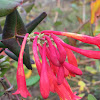 Honeysuckle