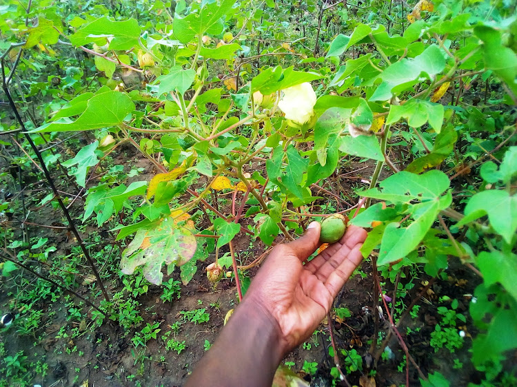 Cotton crop on a farm in Amagoro, Busia county