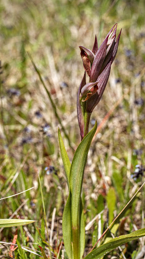 Serapias parviflora