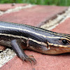 Five-lined Skink