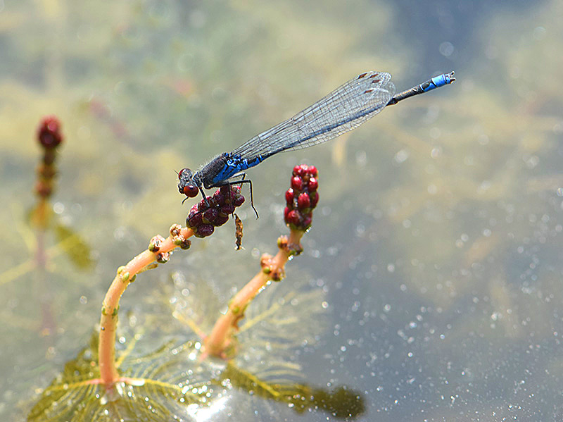 Small Red-eyed Dramselfly