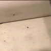 Cellar Spider