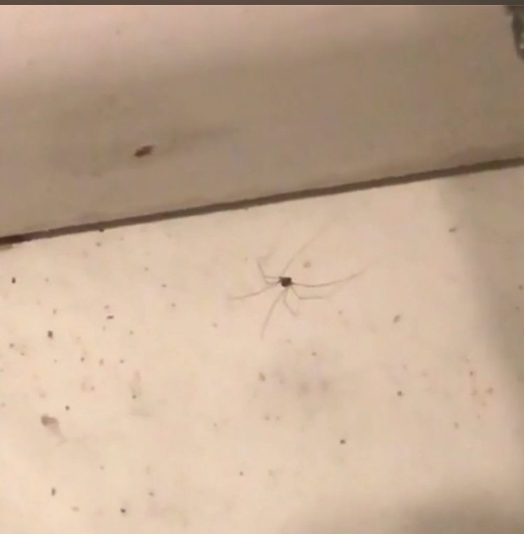 Cellar Spider