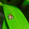 Colorful Bug Nymph