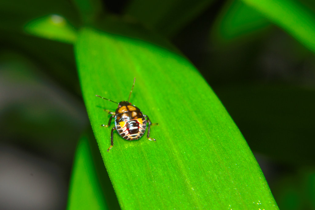 Colorful Bug Nymph