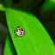 Colorful Bug Nymph