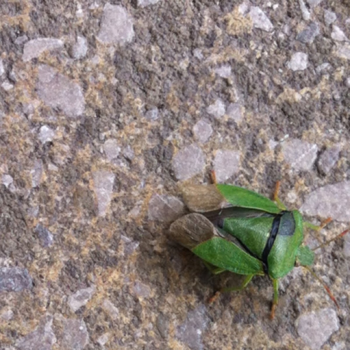 Common Green Shieldbug