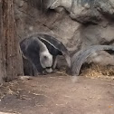 Giant Anteater