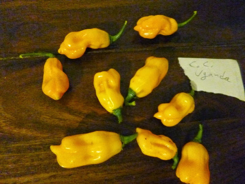 O2_ZAZ1PHfHxUFR37nW9LQT0sRf0tOB_qDjaVwftg2tD=s800