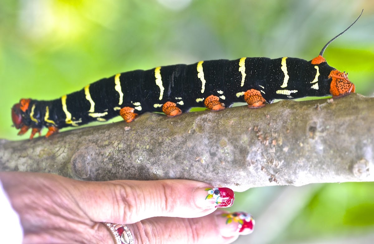 Tetrio Sphinx Caterpillar