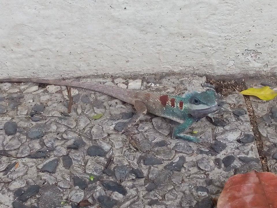 Blue-Crested Lizard