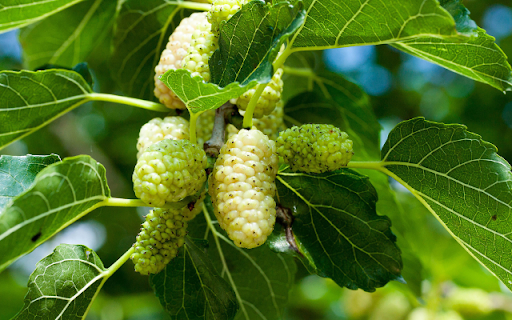Mulberry Tree screenshot 1