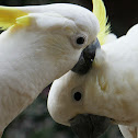 Sulphur-crested Cockatoo (crackle)