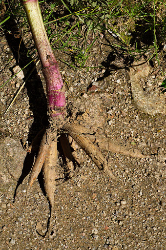 Oenanthe crocata