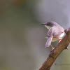 ASHY PRINIA / ASHY WREN WARBLER