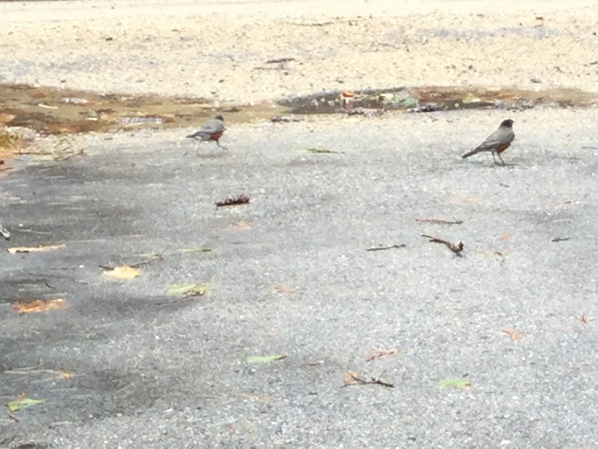 American robins