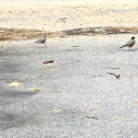 American robins